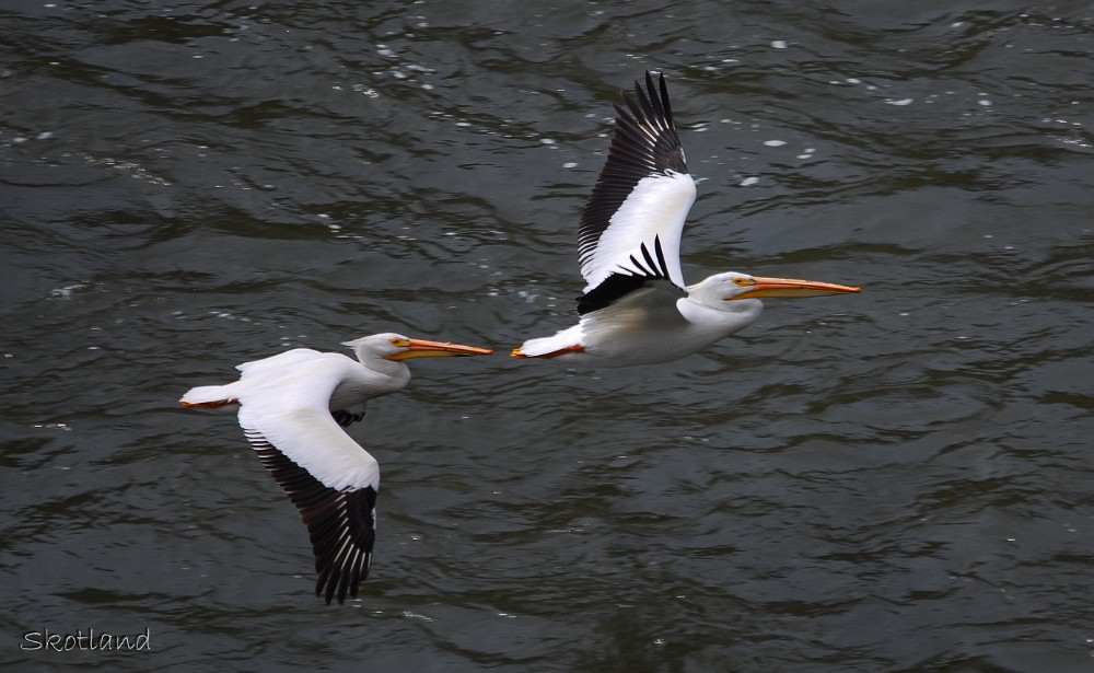 Pelicans 1