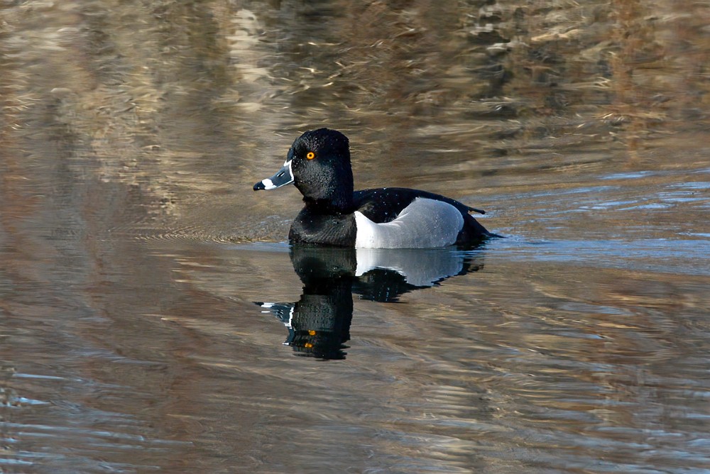 Ring-necked-duck-2