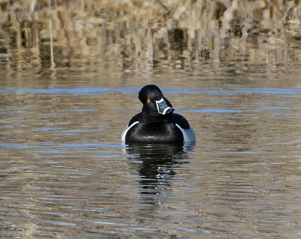 Ring-necked-duck-5