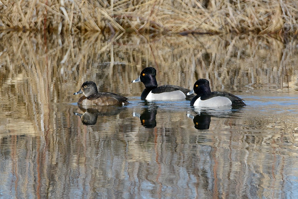 Ring-necked-duck