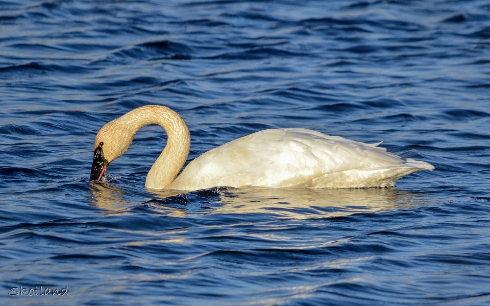 Trumpeter-Swan