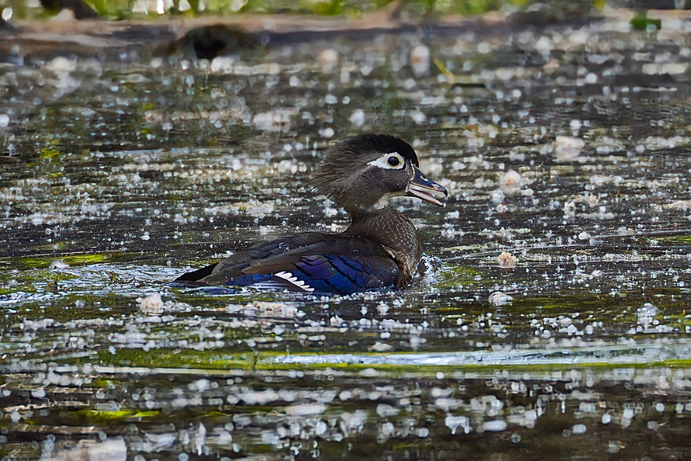 Wood-duck