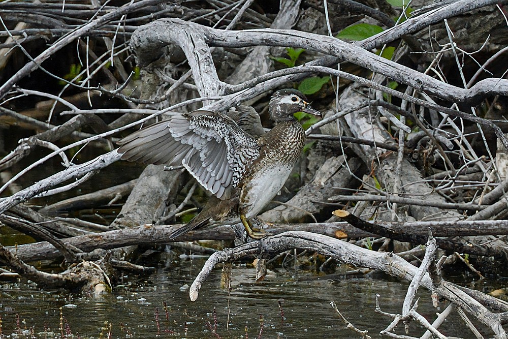 Wood-duck 1