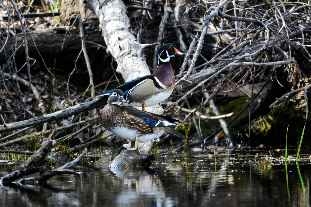 Wood-ducks