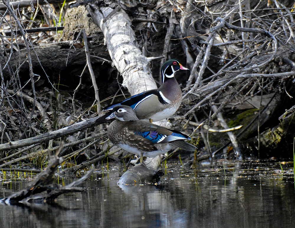 Wood-ducks 1