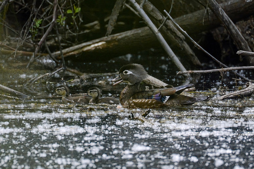 Wood-ducks 2