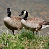 Canada-Geese