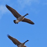 Canada-Geese 1