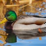 Mallard-drake