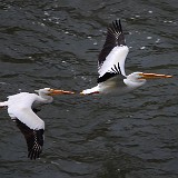 Pelicans 1