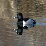 Ring-necked-duck-2