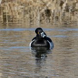 Ring-necked-duck-5