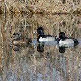 Ring-necked-duck