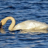 Trumpeter-Swan