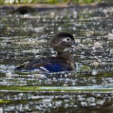 Wood-duck