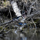 Wood-ducks 1