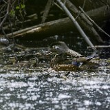 Wood-ducks 2