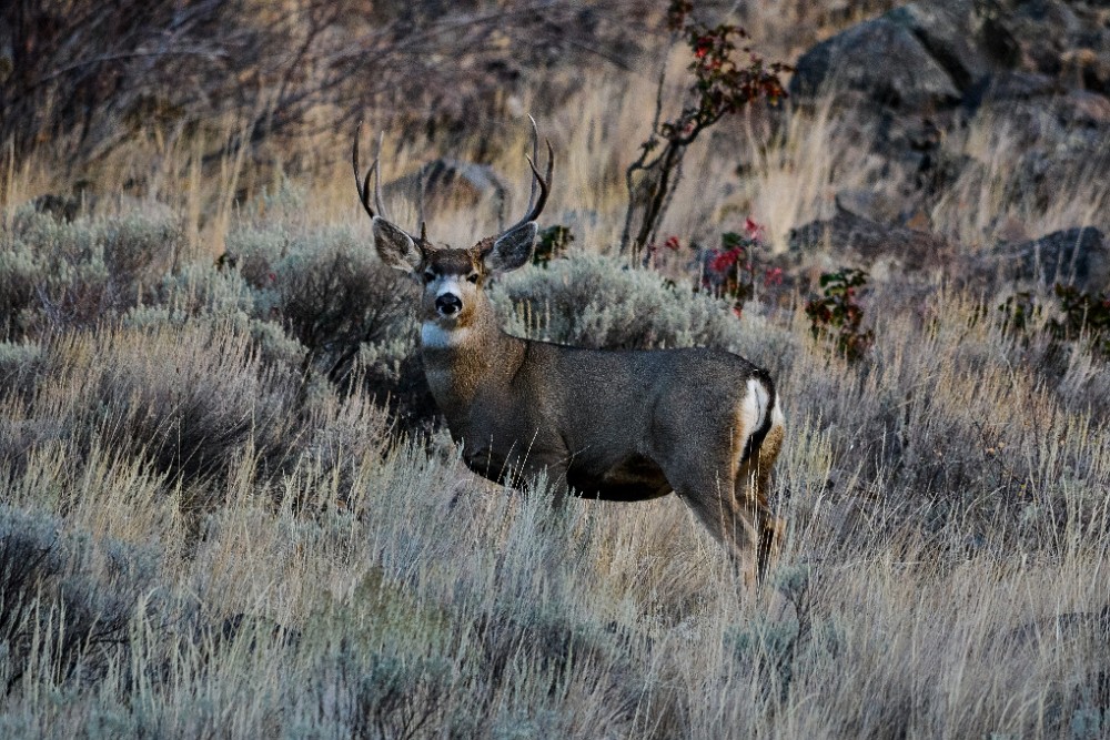 October Buck