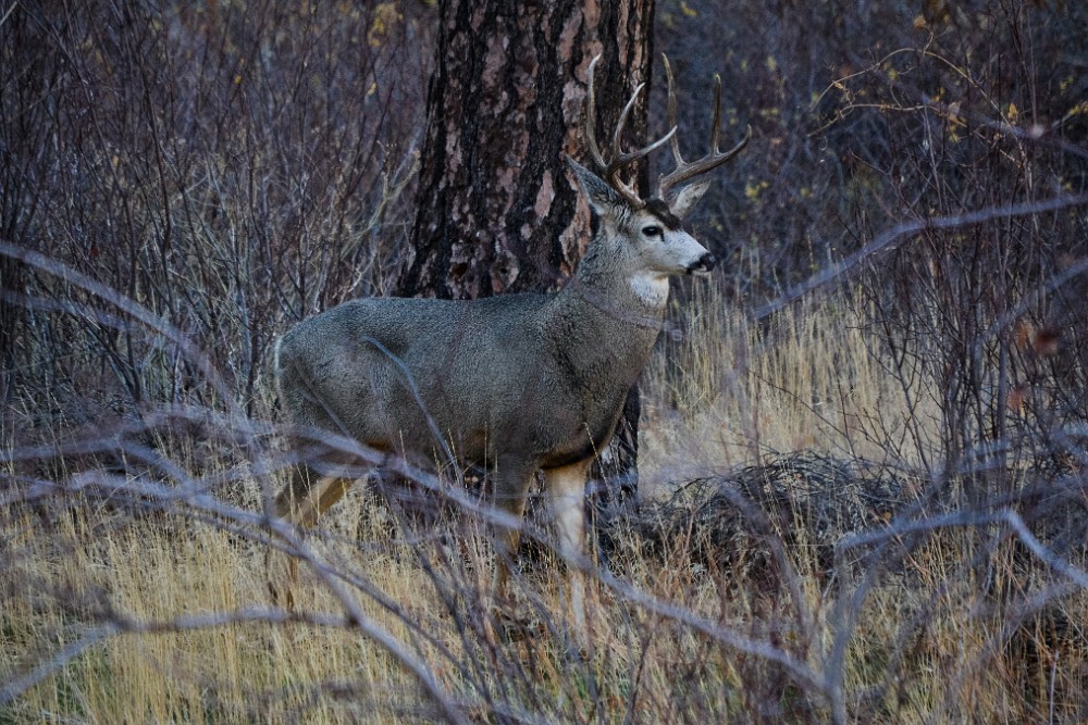 Big Buck