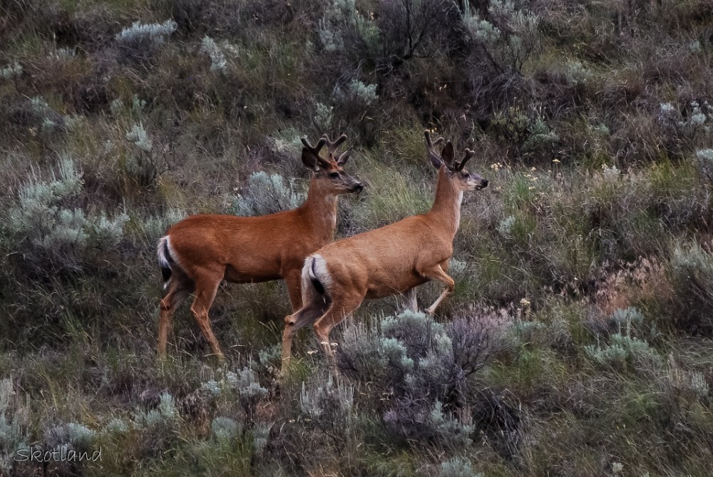 Bucks in velvet