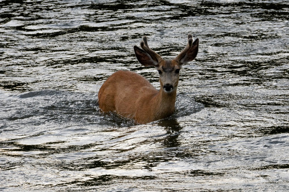 Crossing the Yak