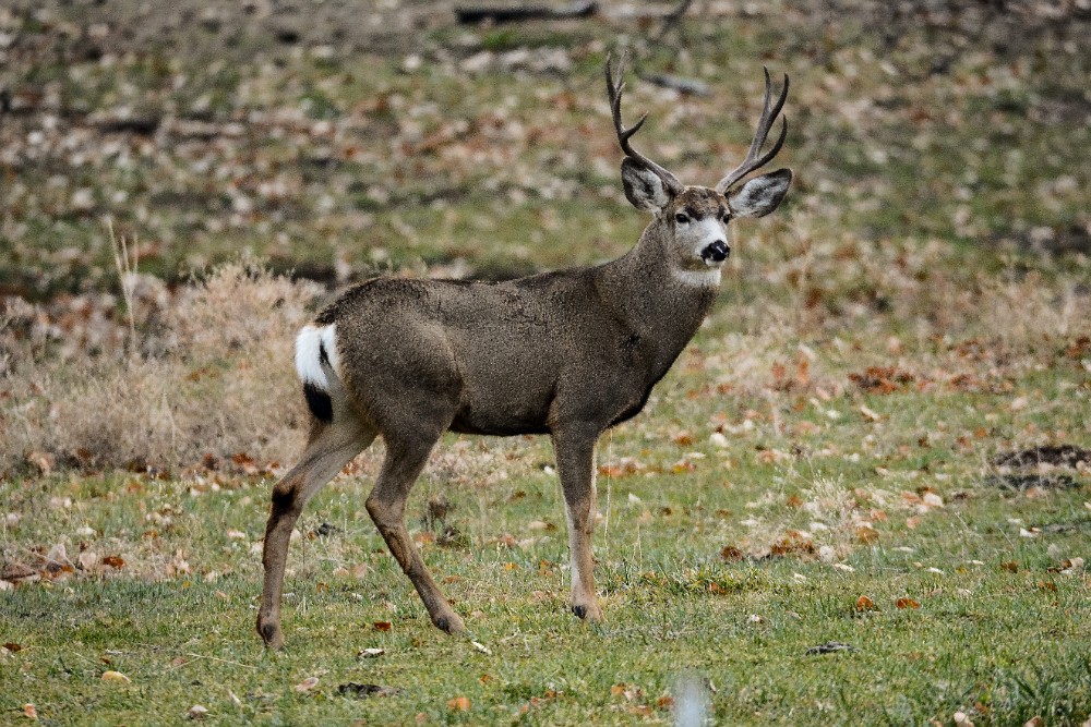 November Buck