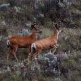 Bucks in velvet