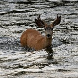 Crossing the Yak