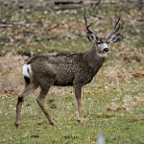 November Buck