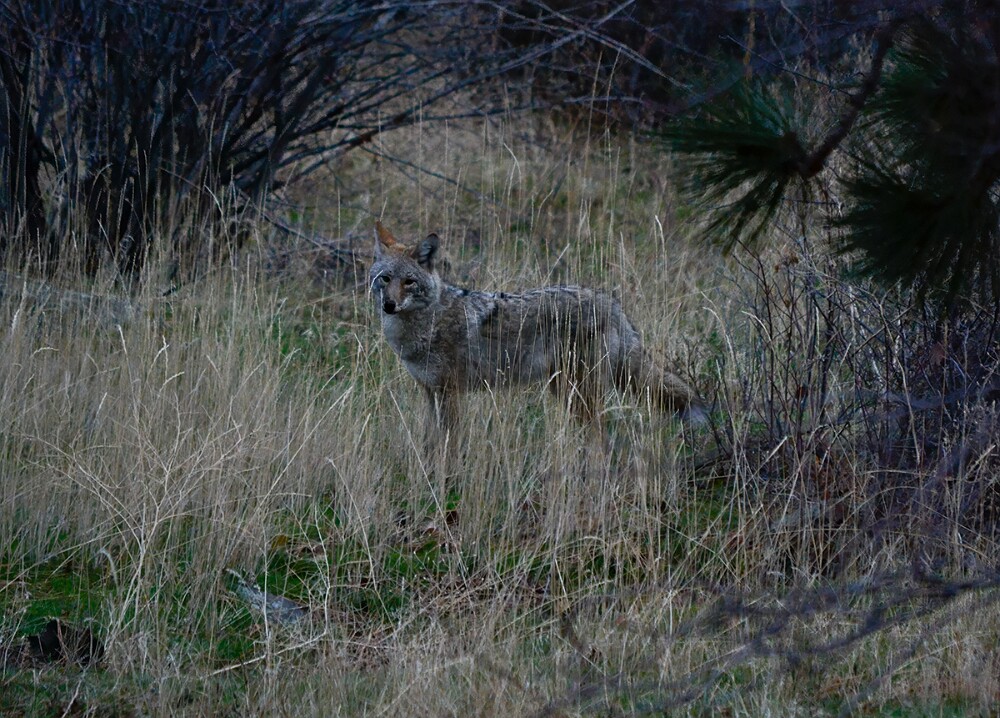 Coyote-1