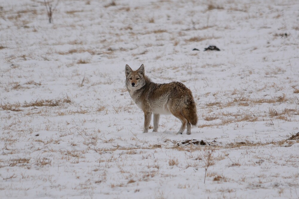 Coyote