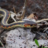 Garter Snake-2