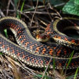 Garter snake