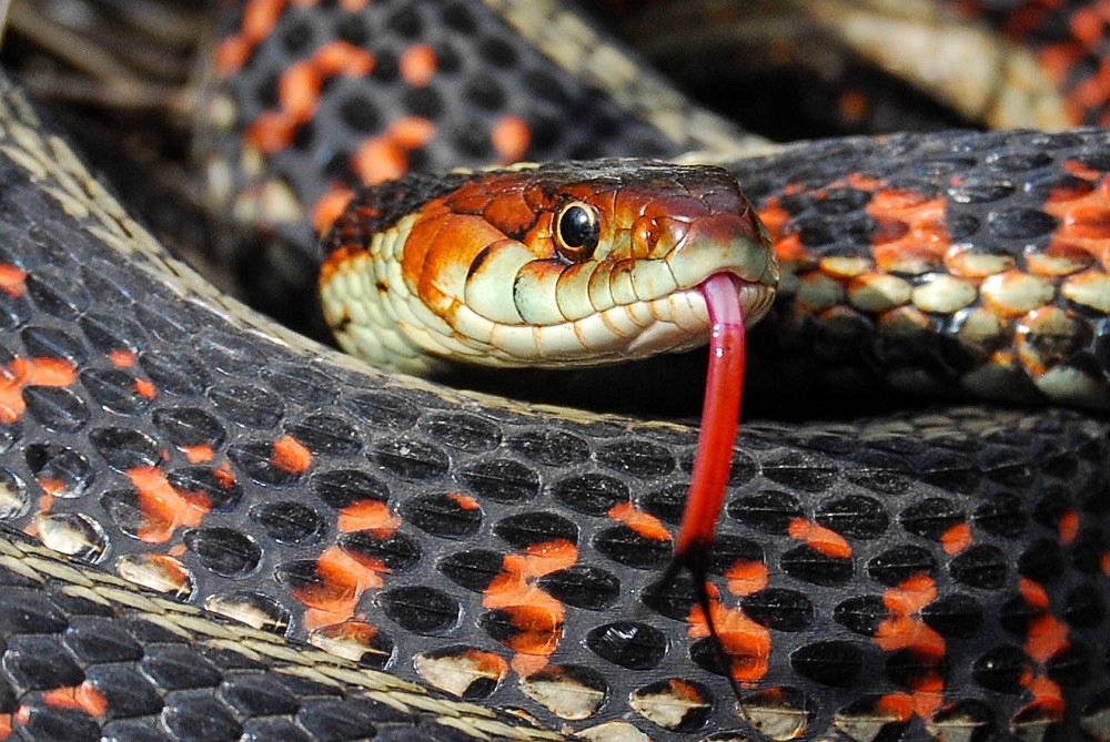 Garter Snake-1