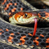 Garter Snake-1