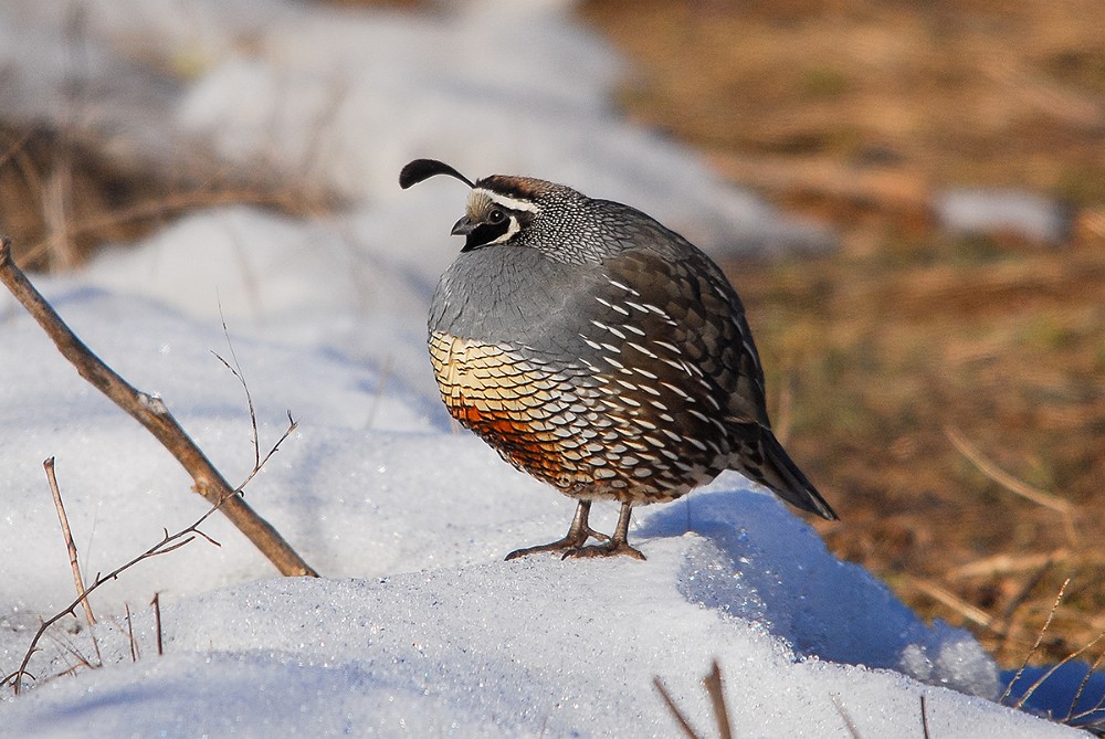 California-quail