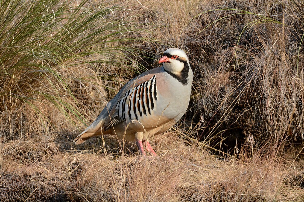 Chukar-1