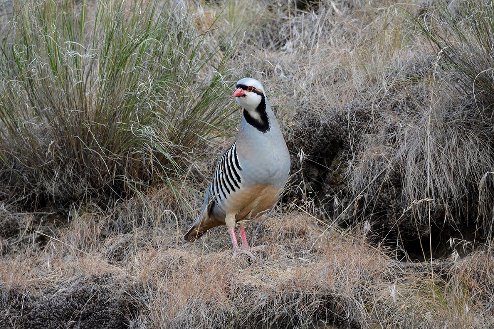 Chukar