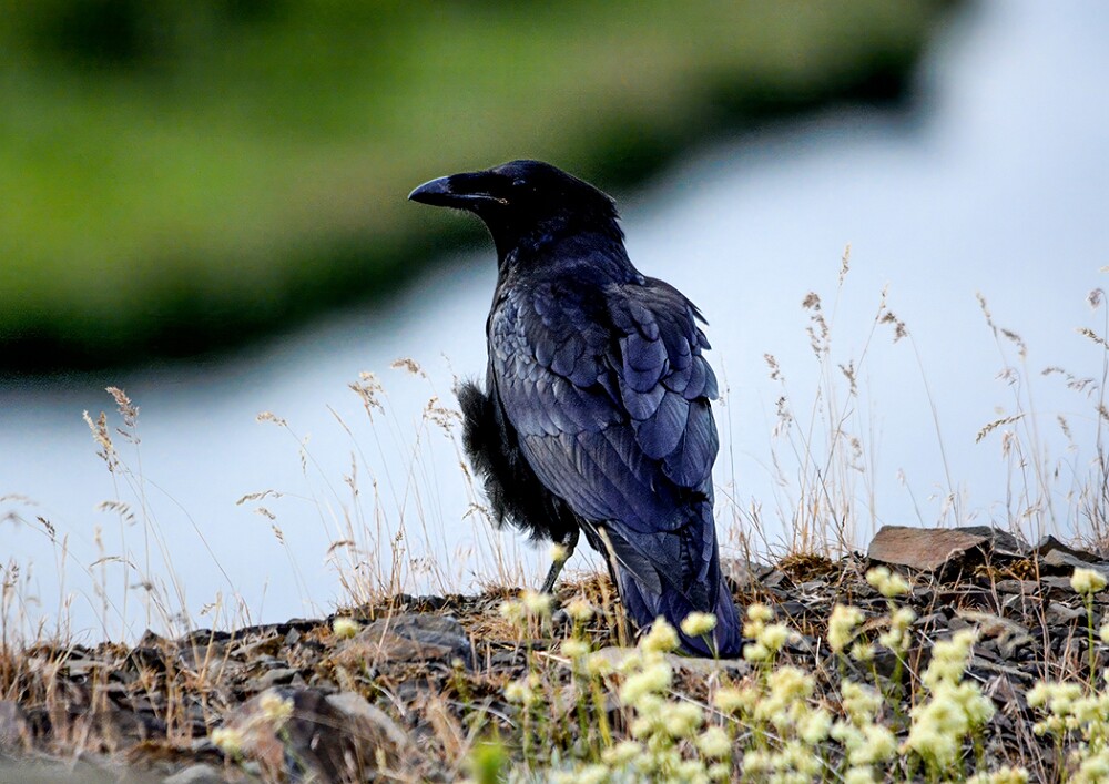 Common-raven-1