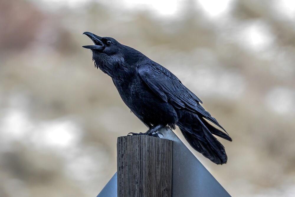 Common-raven-2
