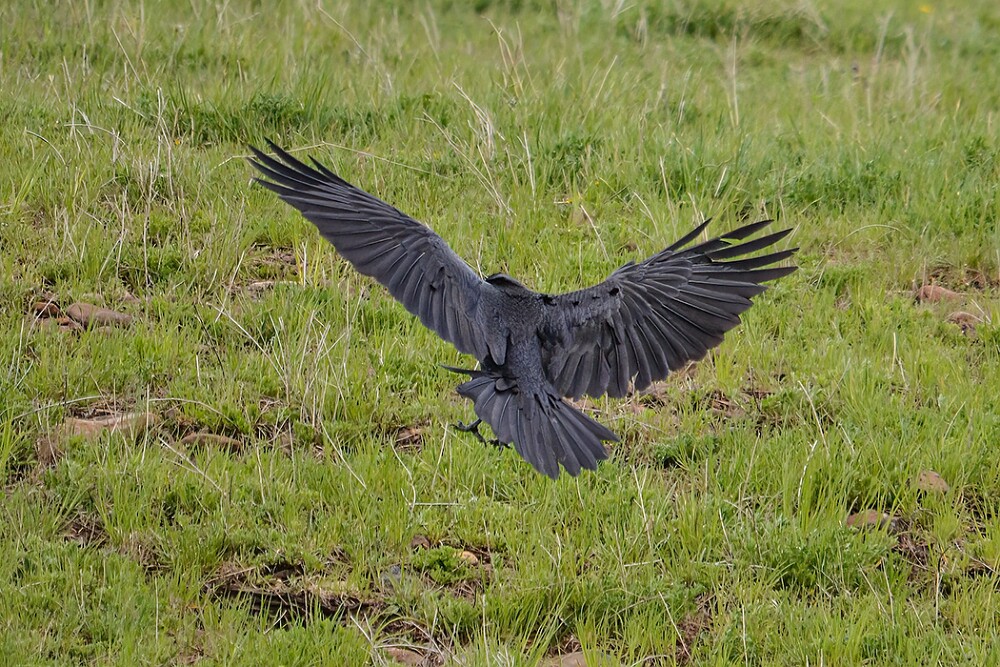 Common-raven-3