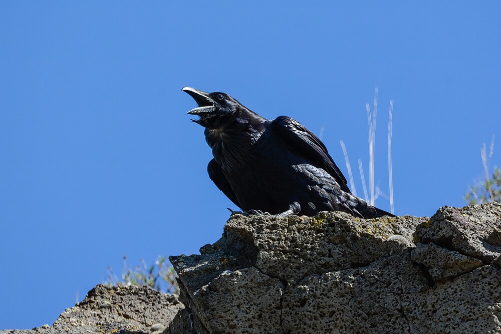 Common-raven-4