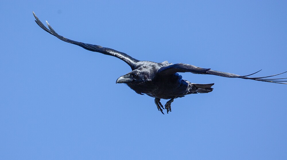 Common-raven-5