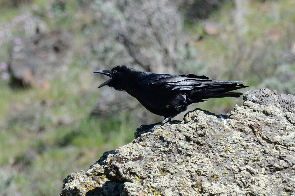 Common-raven-6