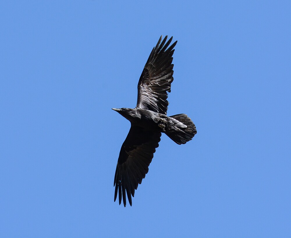 Common-raven-7