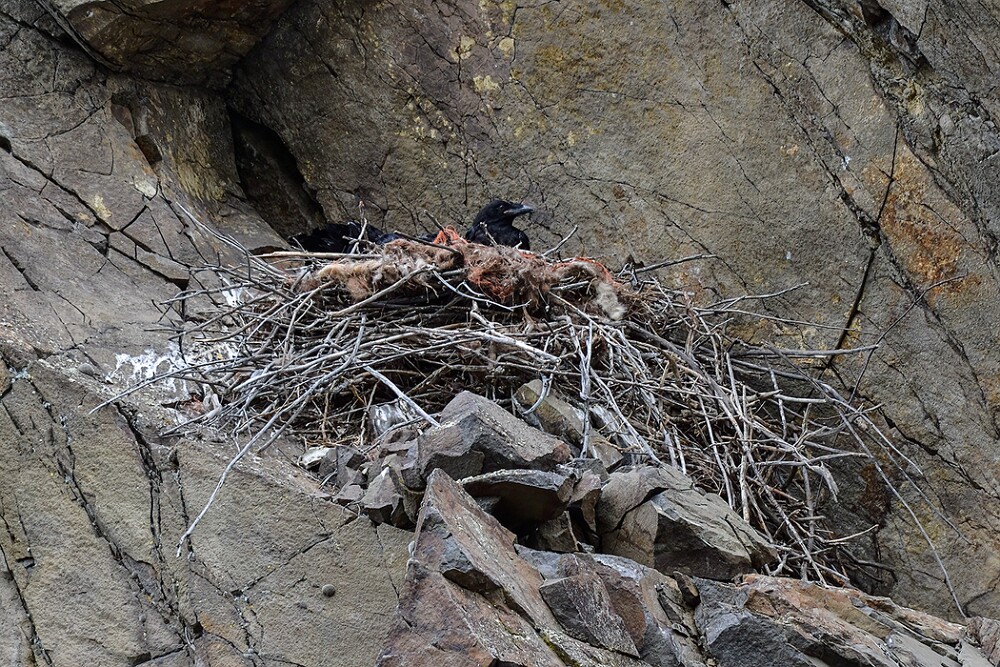 Common-raven-nest
