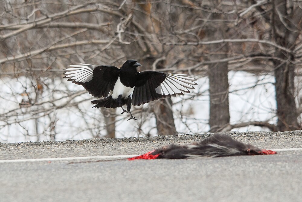Magpie-1