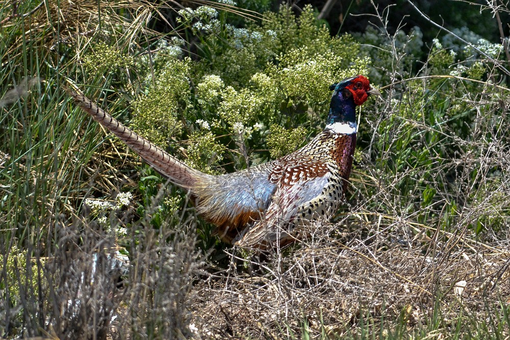 Rooster-Pheasant