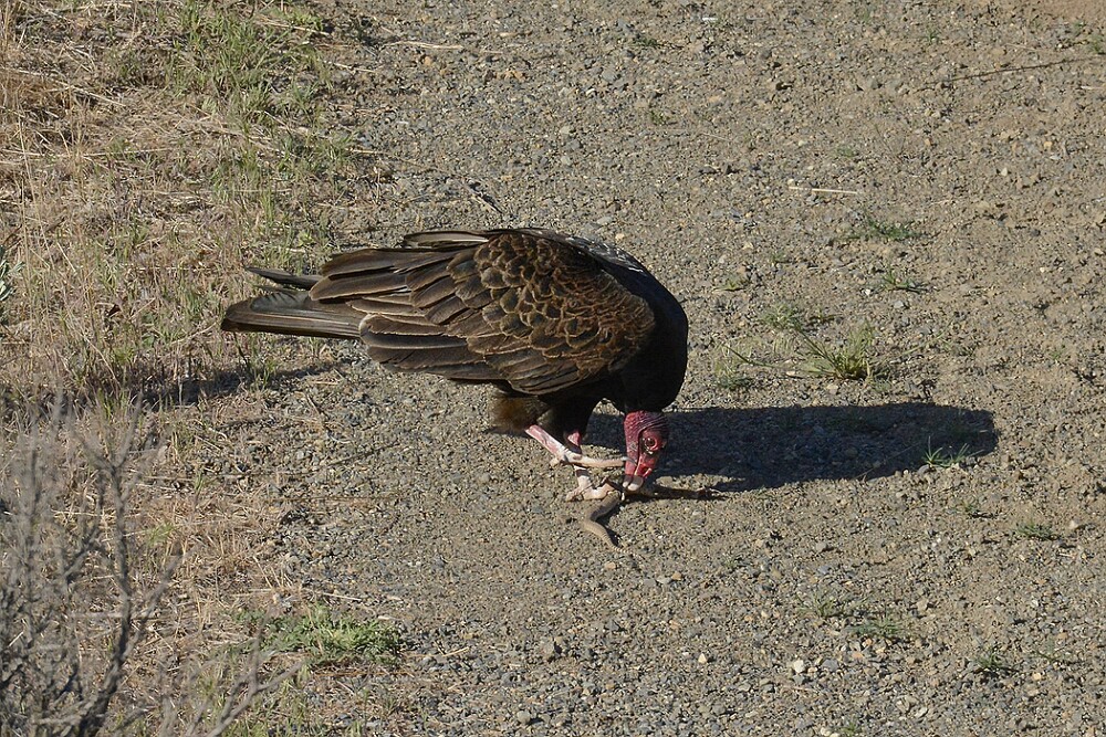 Turkey-Vulture-2