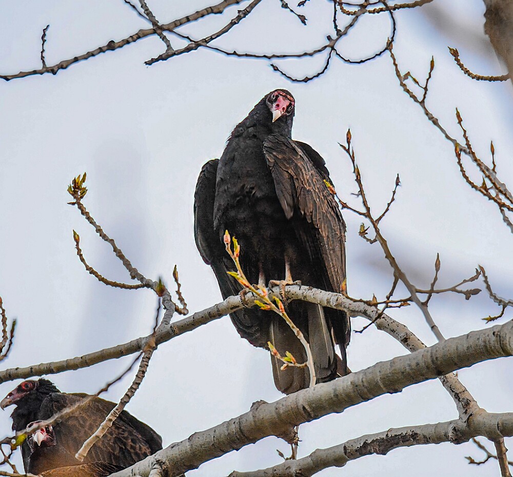 Turkey-Vulture-5